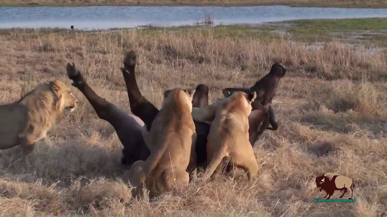 Βίντεο: Επικές μάχες ζώων που πιάστηκαν στην κάμερα
