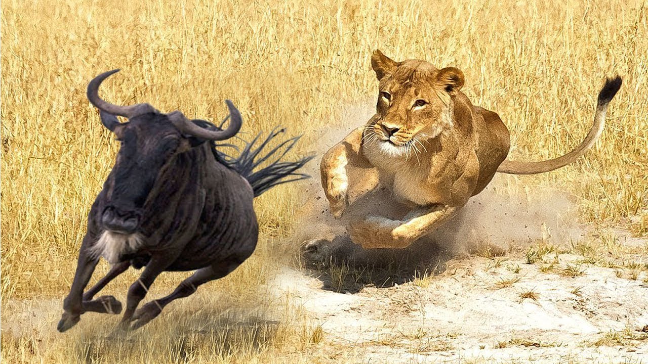 Βίντεο: Δείτε τις 10 πιο αιματηρές μάχες άγριων ζώων στην Αφρική