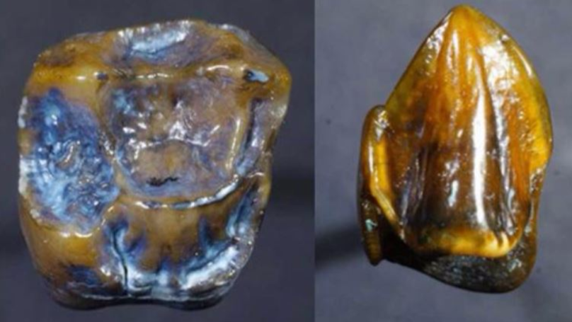 Ανατρέπεται η θεωρία προέλευσης του ανθρώπου από την Αφρική: Βρέθηκαν δόντια 9,7 εκατ. ετών στην Ευρώπη (φωτό, βίντεο)