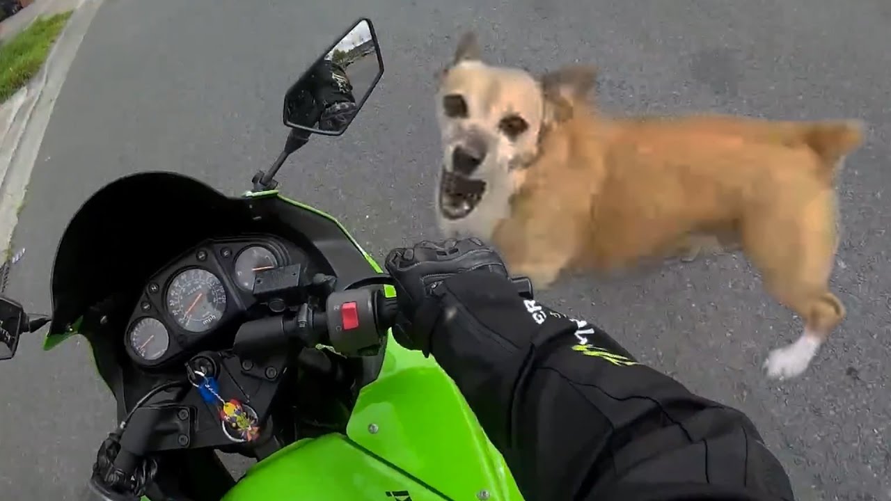 Βίντεο: Θυμωμένοι σκύλοι επιτίθενται σε μηχανόβιους