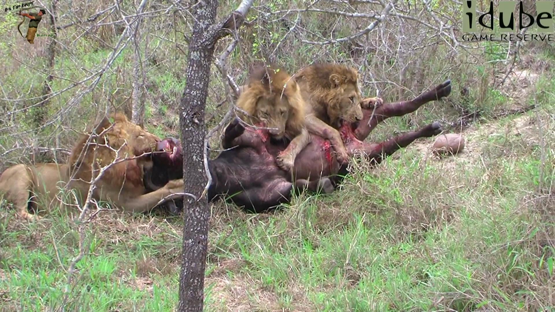 Βίντεο: Τρία πεινασμένα λιοντάρια κατασπαράζουν έναν βούβαλο