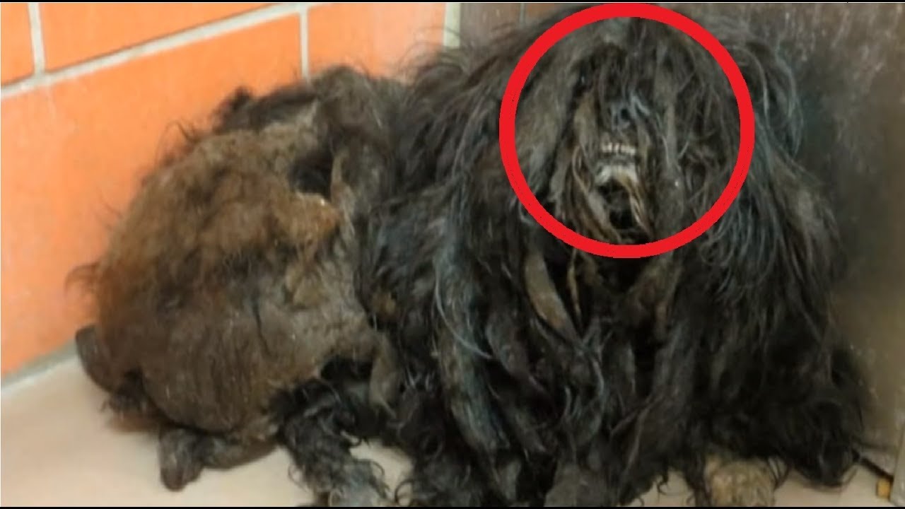 Νόμιζαν πως ήταν σωρός από σκουπίδια αλλά ήταν σκύλος – Η απίστευτη μεταμόρφωση του τετράποδου (βίντεο)