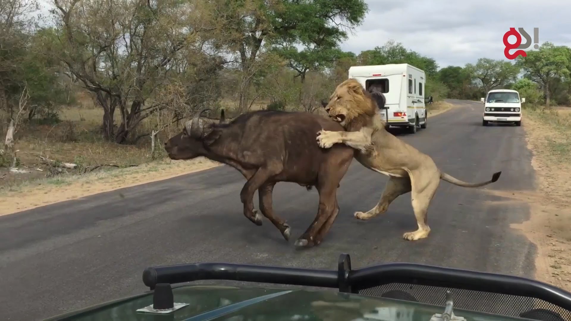 Επίθεση λιονταριών σε βούβαλο μπροστά στα μάτια τουριστών – Δείτε γιατί είναι ο βασιλιάς της ζούγκλας (φωτό, βίντεο)