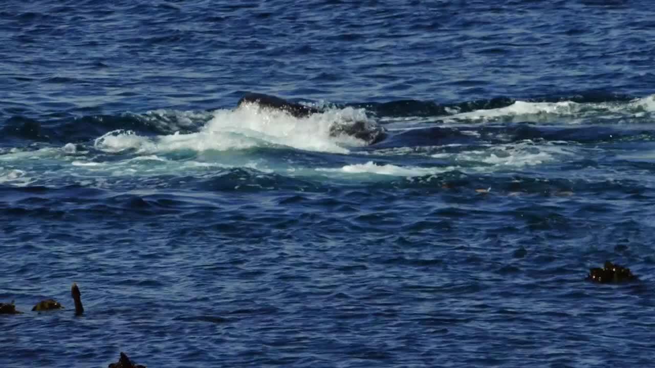Βίντεο: Ένας άνθρωπος κολυμπάει παρέα με δύο τεράστιες φάλαινες