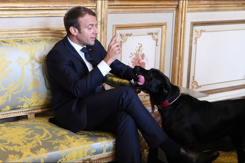 Γαλλία: Ο σκύλος του Εμμ. Μακρόν … «ξελάφρωσε» στο τζάκι κατά την διάρκειας σύσκεψης! (βίντεο)