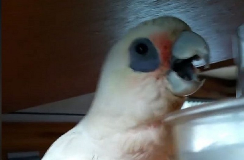 Παπαγαλάκι έχει νεύρα και αρχίζει και προκαλεί πανικό! (βίντεο)