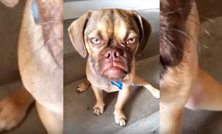 Αυτός είναι ο πιο θυμωμένος σκύλος στον κόσμο – Η γκριμάτσα που «σαρώνει» (βίντεο)