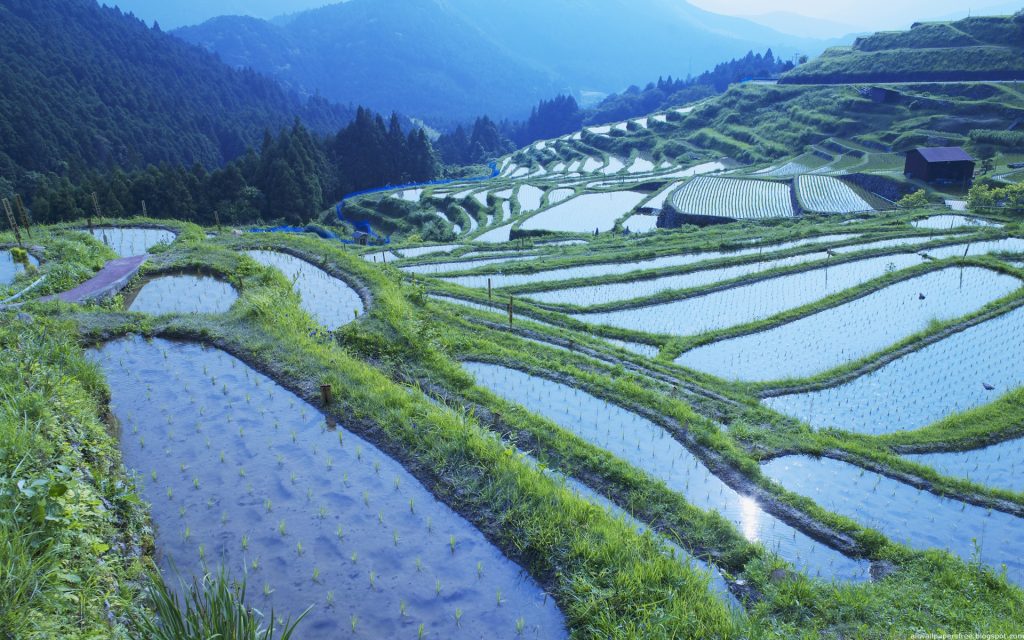 Κινέζοι επιστήμονες εφηύραν ρύζι που καλλιεργείται με θαλασσινό νερό – Ικανό να θρέψει 200 εκατ. ανθρώπους!
