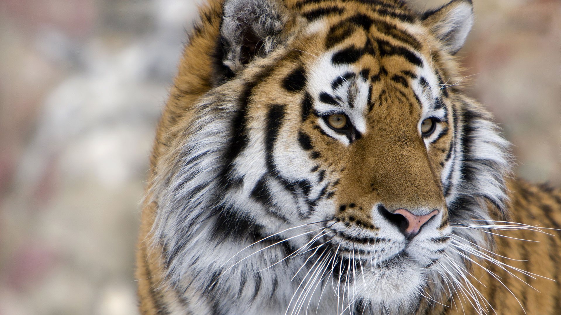 Εντυπωσιακό βίντεο: Drone καταγράφει τις άγριες τίγρεις της Σιβηρίας!