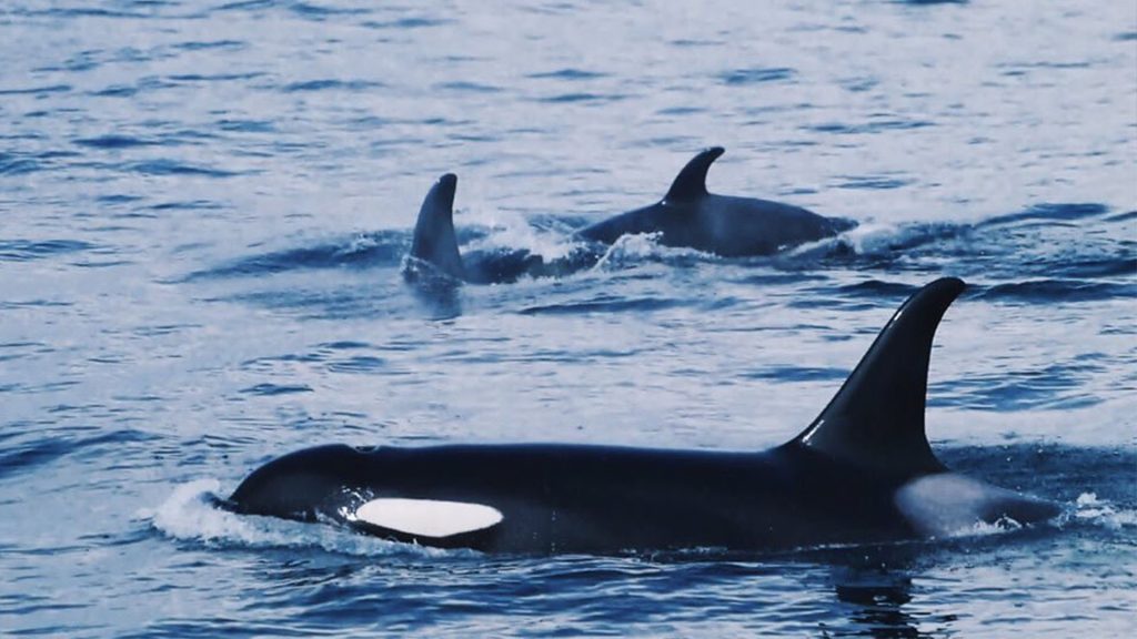 Κυνηγώντας φάλαινες με τους εσκιμώους στην Τσουκότκα της Ρωσίας (φωτό)