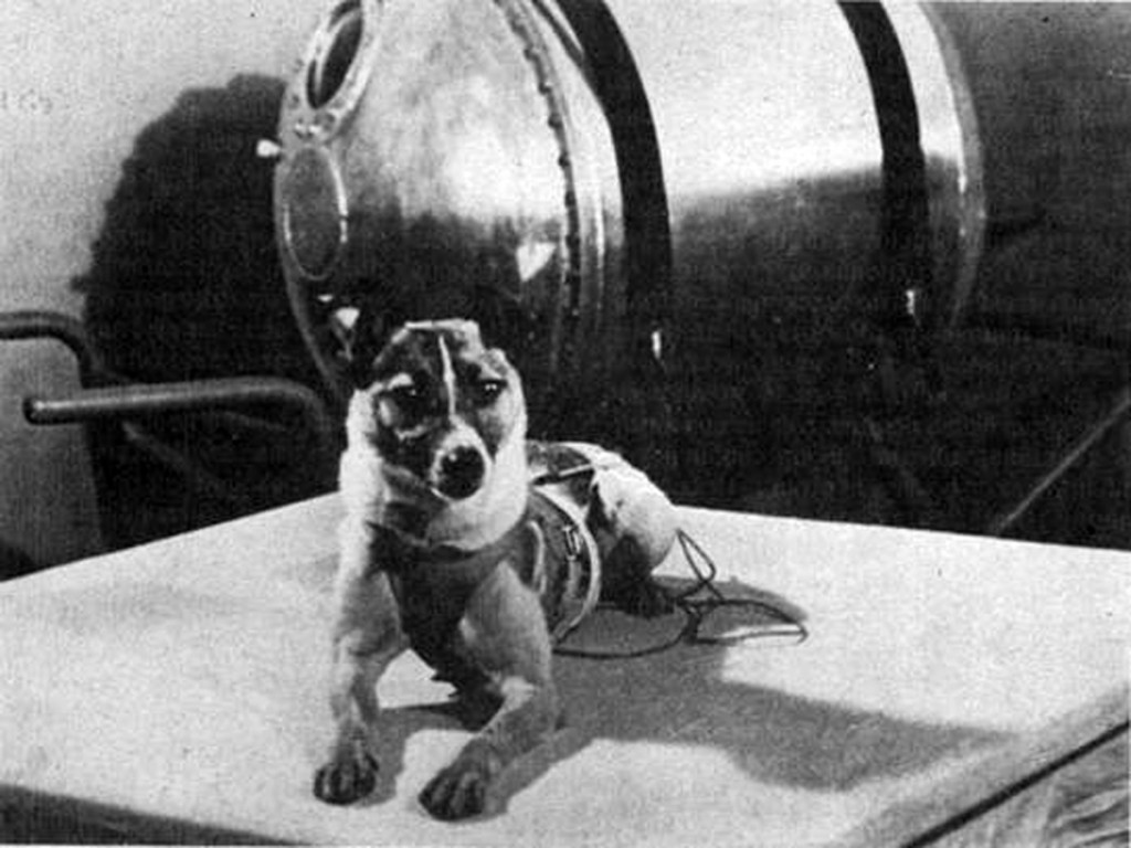 Λάικα: Ο πρώτος σκύλος-κοσμοναύτης – Ο οδυνηρός θάνατος στο διαστημόπλοιο! (φωτό, βίντεο)