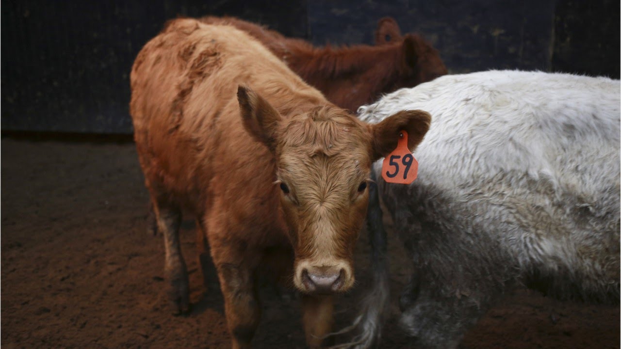 Αγελάδες έσκαβαν στο χορτάρι και ανακάλυψαν κάτι που δεν πίστευε κανείς! (βίντεο)