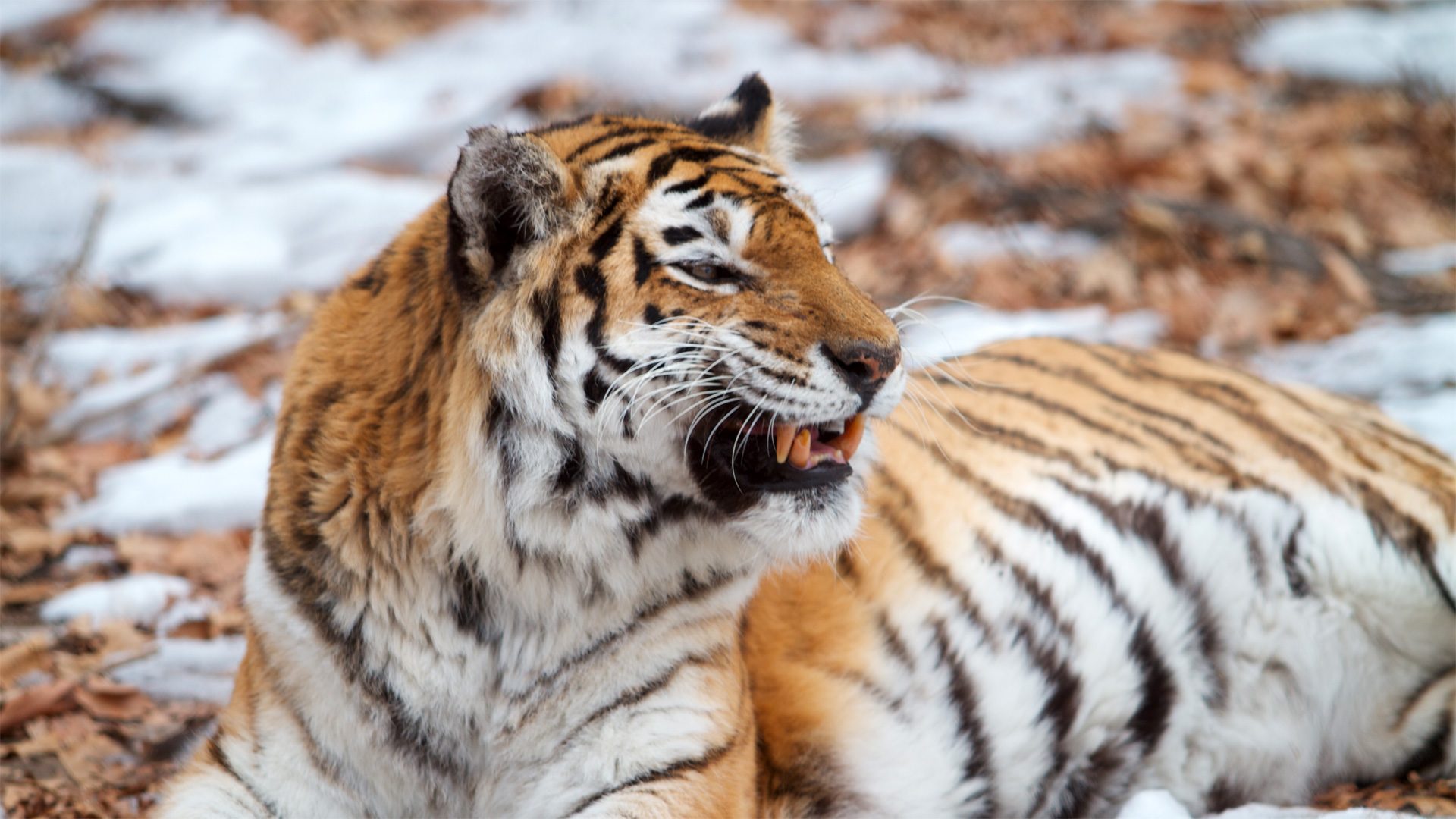 Ρωσία: Ξαφνική επίθεση τίγρης σε υπάλληλο ζωολογικού κήπου – Παρολίγον τραγωδία (φωτό)