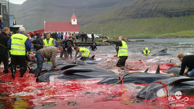 Σοκαριστικές εικόνες: Ομαδική σφαγή 622 δελφινιών και φαλαινών