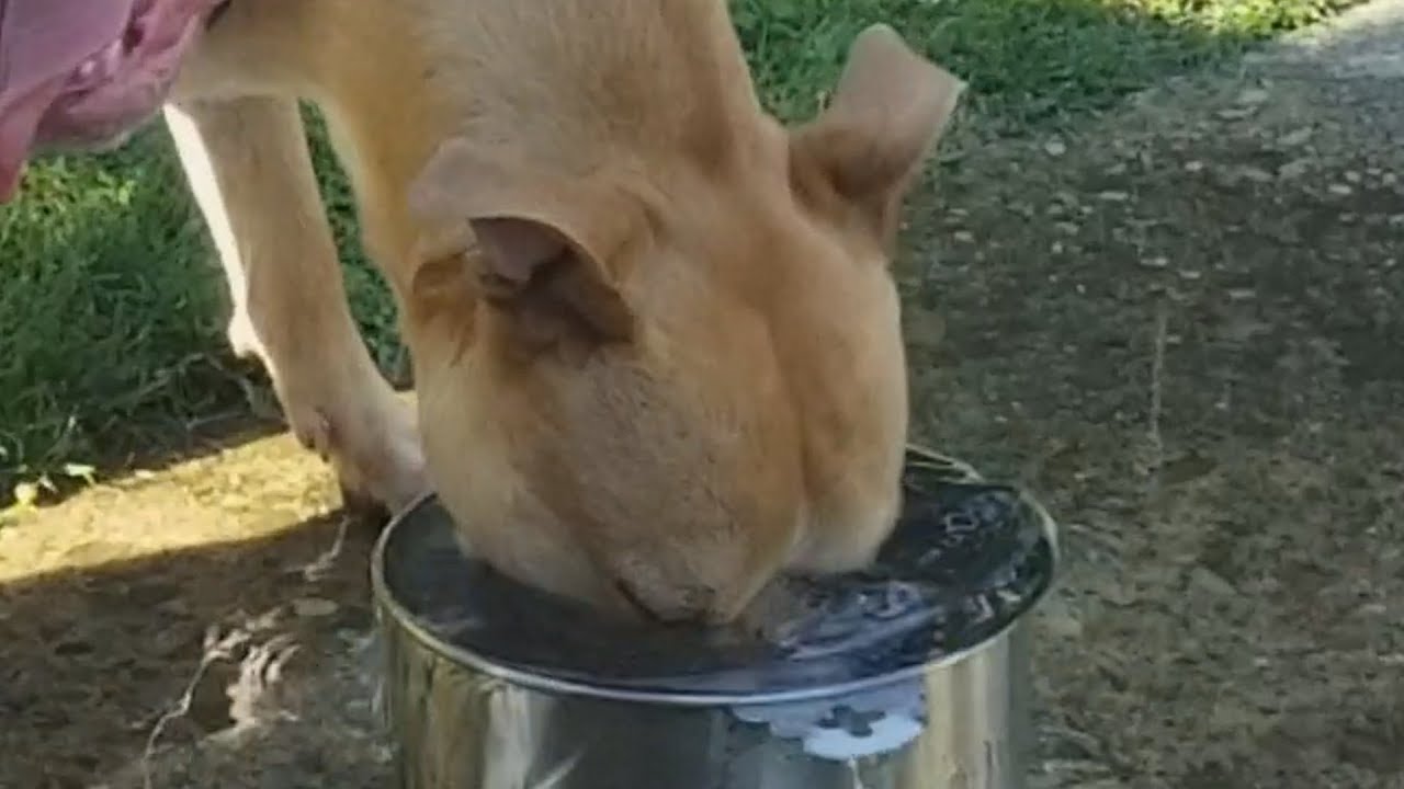 Δείτε τον σκύλο που δεν ξέρει να πίνει νερό! (βίντεο)