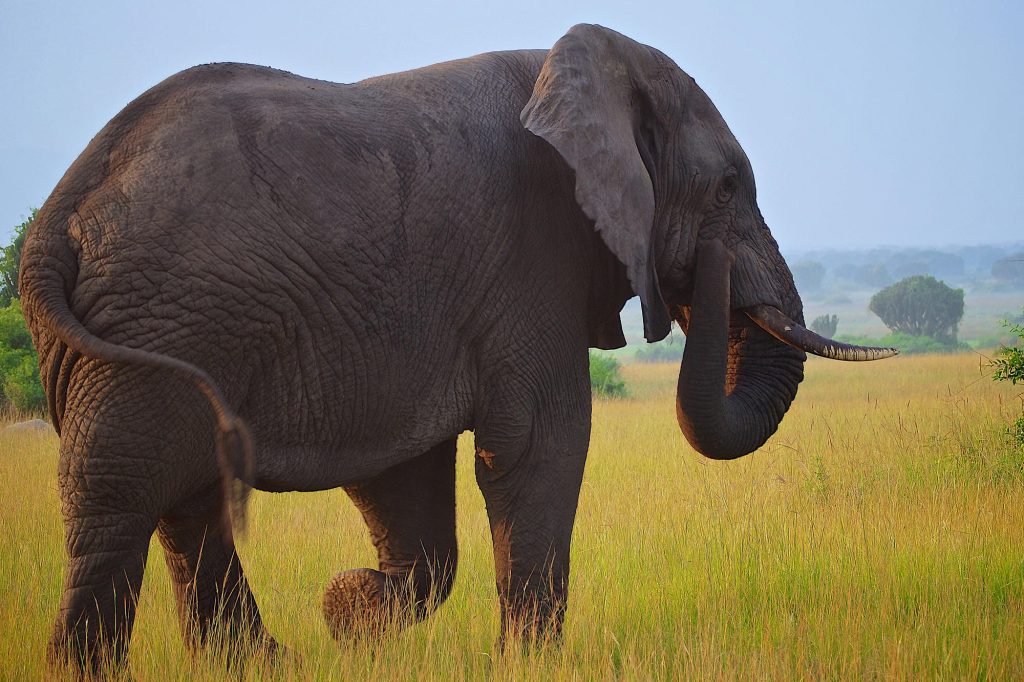 Ελέφαντας σκότωσε δύο Ευρωπαίους τουρίστες στην Ζάμπια!