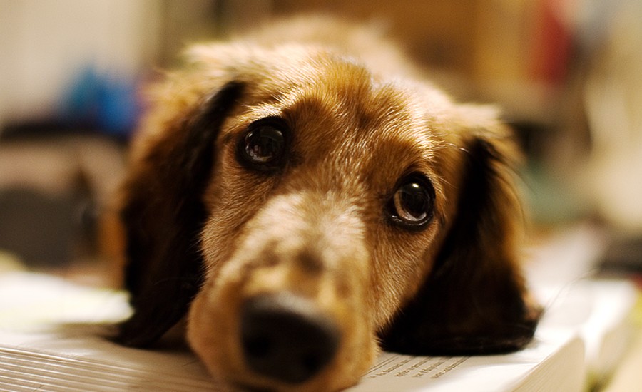 Είναι ο σκύλος σας … ζηλιάρης; – Το απόλυτο τεστ! (βίντεο)