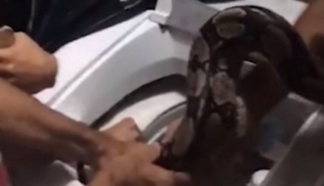 Βίντεο: Βόας… 2 μέτρων κρυβόταν στο πλυντηριο ρούχων μιας οικογένειας