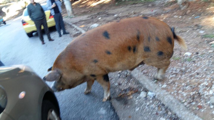 Γουρούνι βγήκε βόλτα στους δρόμους της Πολιτείας… (βίντεο)