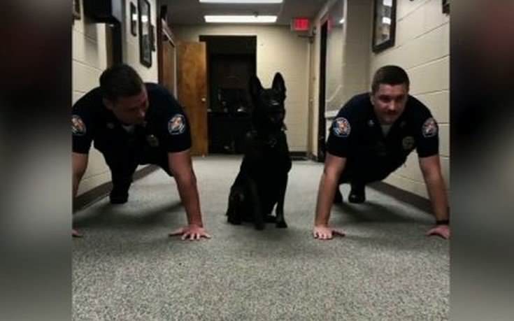 «Χαμός» στο διαδίκτυο από τον αστυνομικό σκύλο Νίτρο – Κάνει πους-απς! (βίντεο)