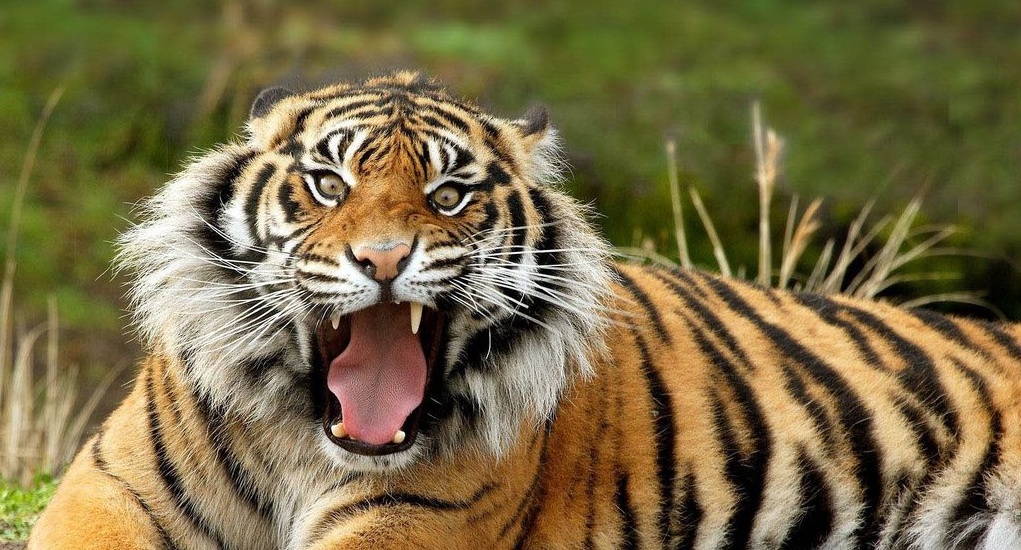 Παρίσι: Νεκρή από πυρά αστυνομικών τίγρης που κυκλοφορούσε ελεύθερη (βίντεο)
