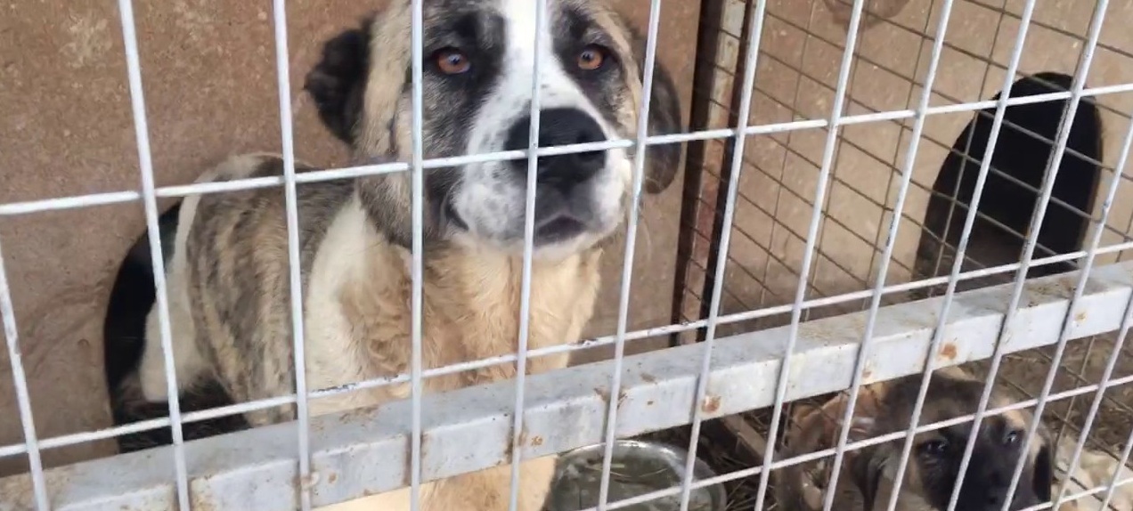 Κρήτη: Σύλληψη Γερμανίδας για συλλογή… σκύλων