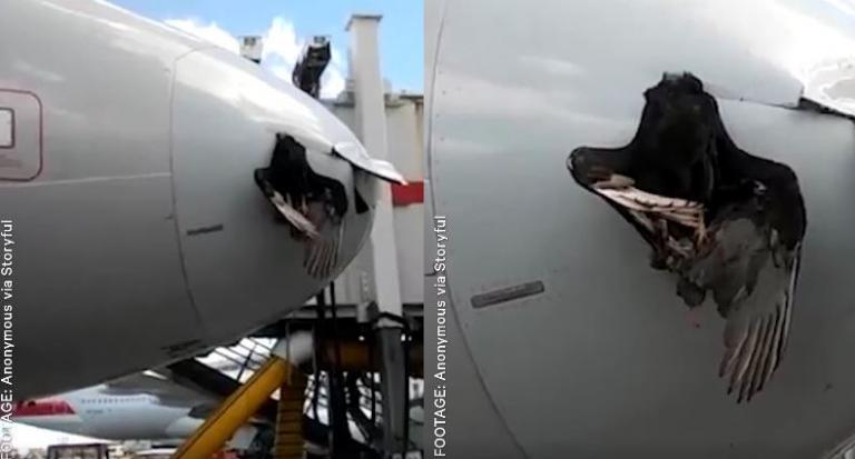 Πουλί καρφώθηκε στη μύτη αεροπλάνου! (βίντεο)