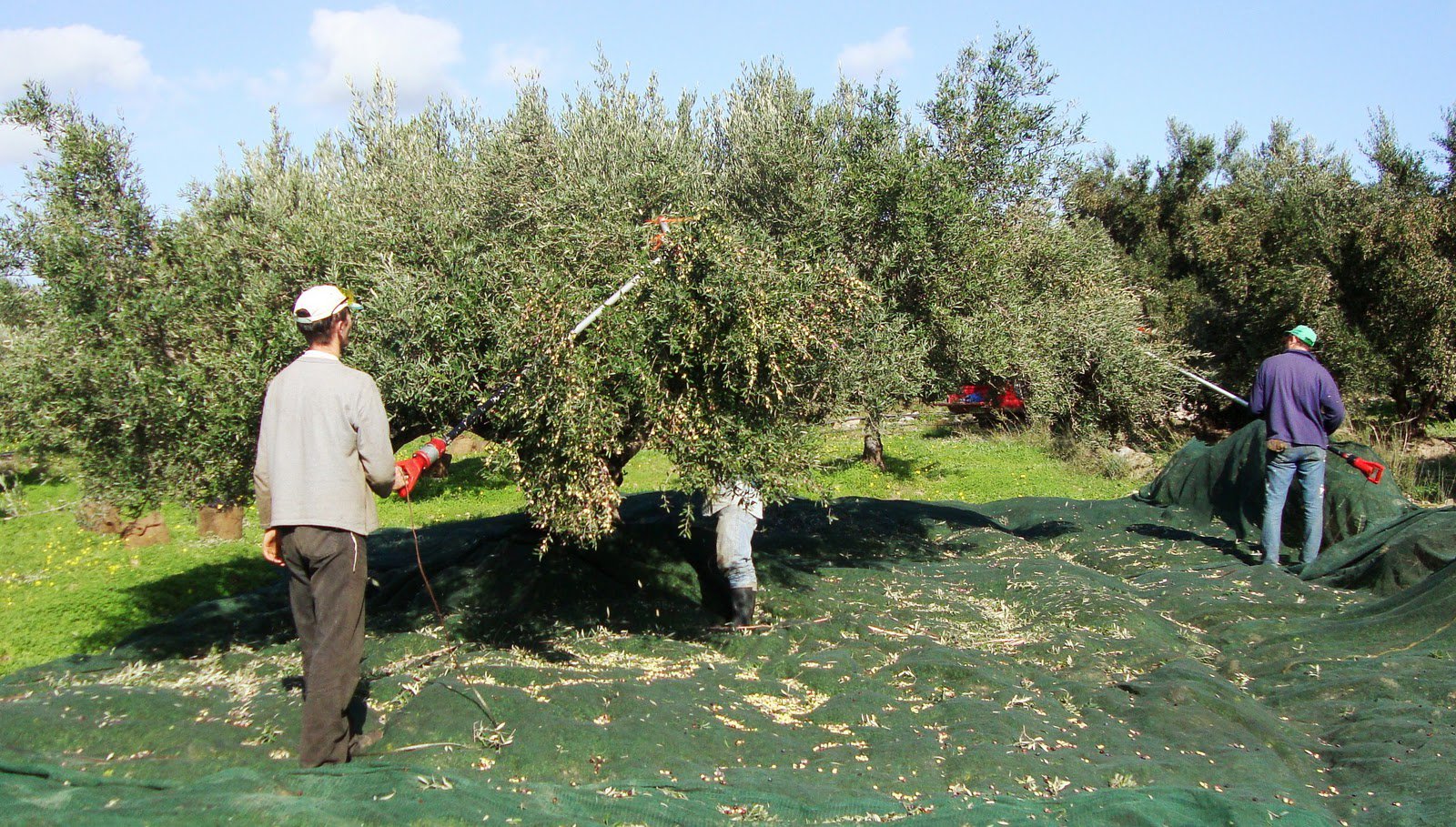 Η πατέντα του Έλληνα αγρότη για να μαζεύει ελιές «ρίχνει» το διαδίκτυο! (video)