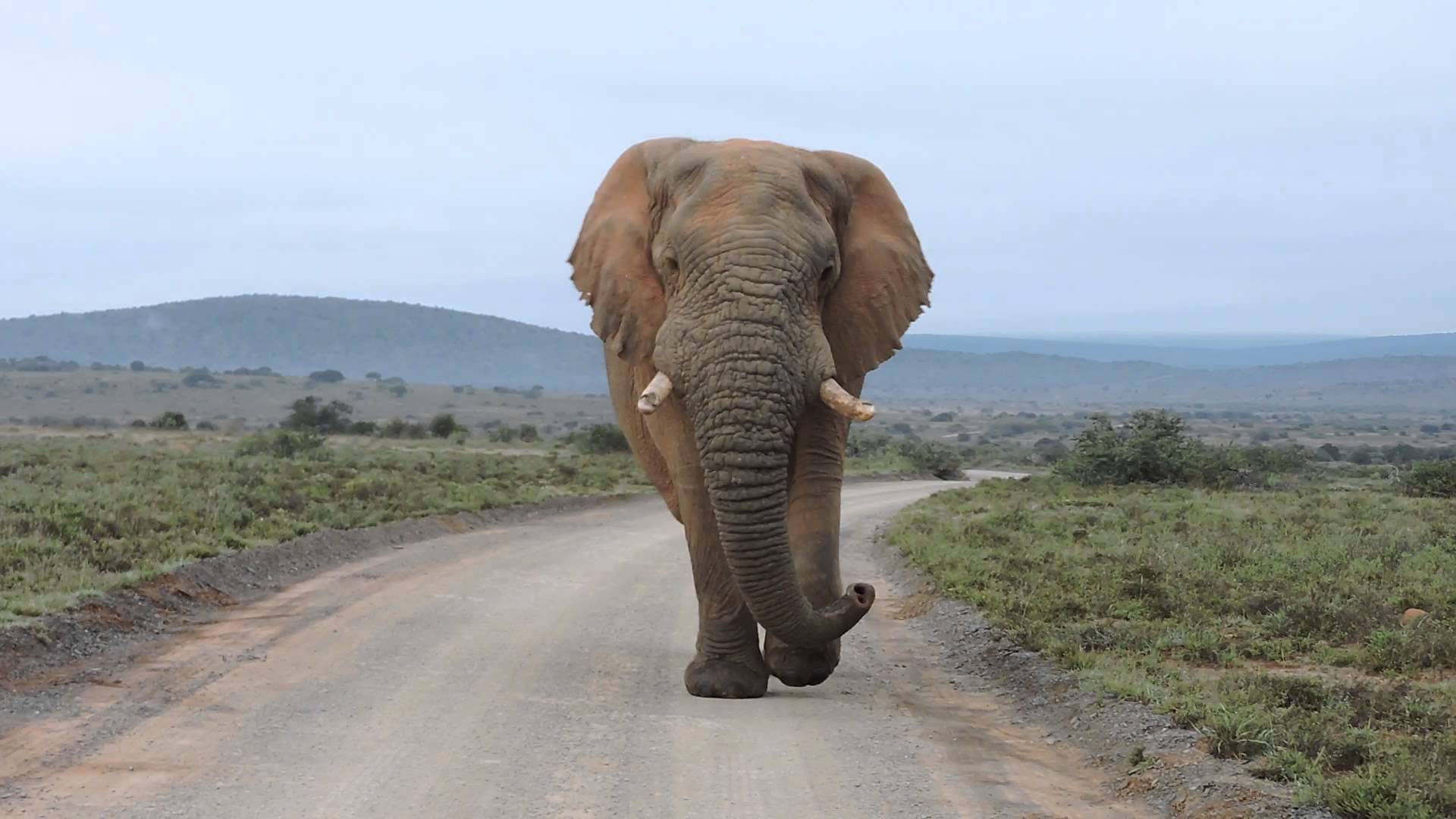 Βίντεο – σοκ: Ελέφαντας ποδοπάτησε μέχρι θανάτου άνδρα που ήθελε να τον φωτογραφίσει