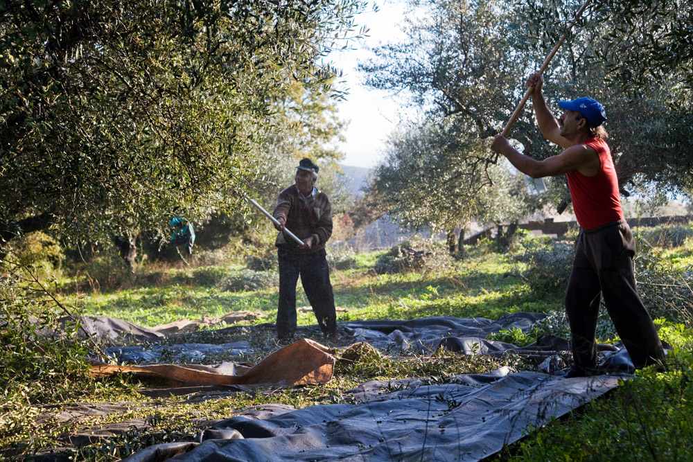 Ξεσηκωμός στη Μεσσηνία: Συμμορίες χτυπούν τις παραγωγές ελιάς