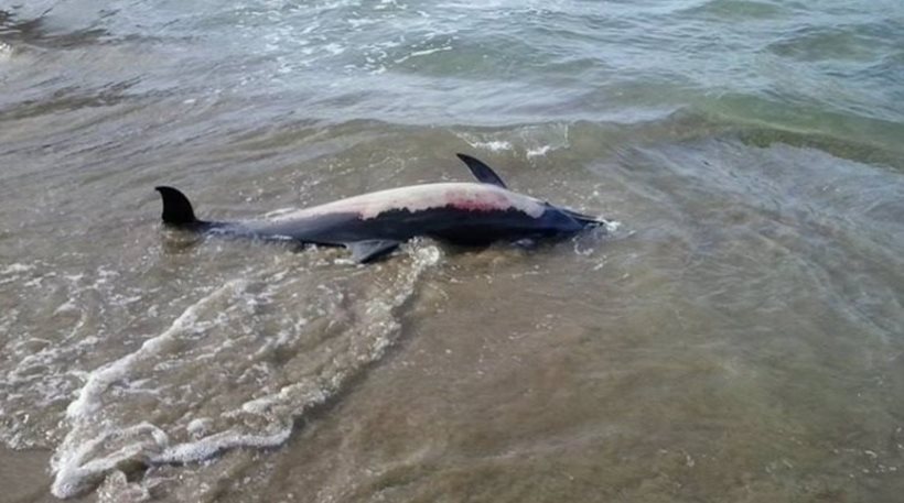 Νεκρό δελφινάκι με τραύματα βρέθηκε  στην παραλία των Καλών Νερών του Πηλίου