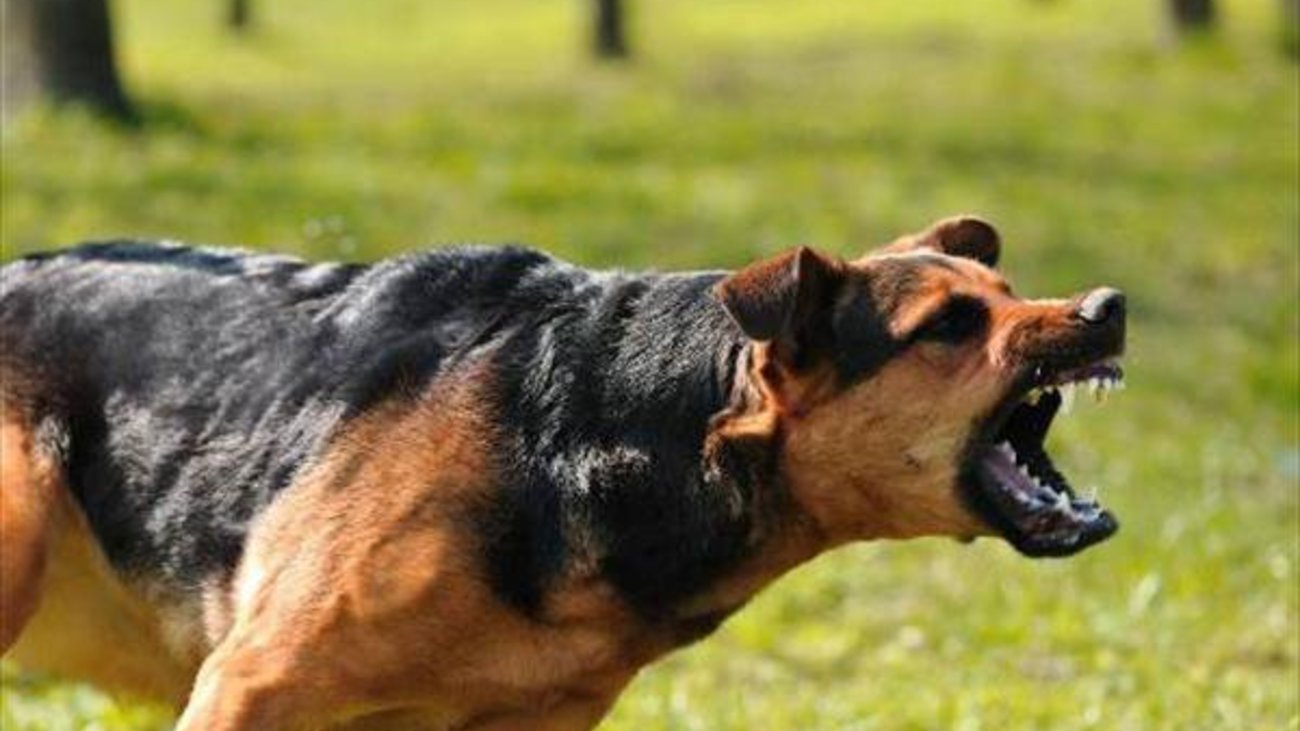 5 πράγματα που πρέπει να κάνεις σε περίπτωση επίθεσης σκύλου!
