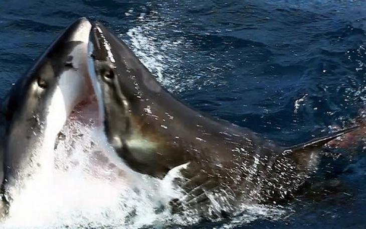 Βίντεο: Καρχαρίες μονομαχούν για ένα δόλωμα και σοκάρουν