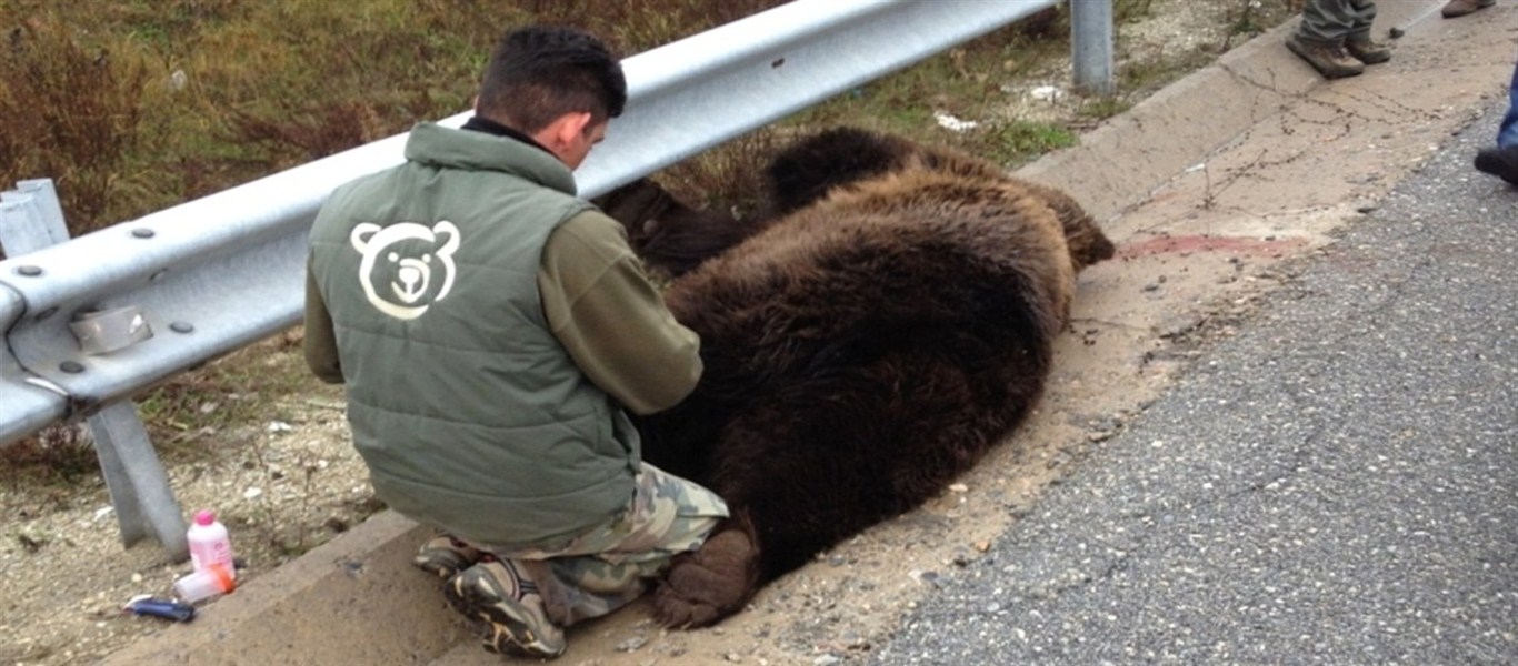 Νεκρή αρκούδα στην παλιά Εθνική Οδό Ιωαννίνων-Κοζάνης