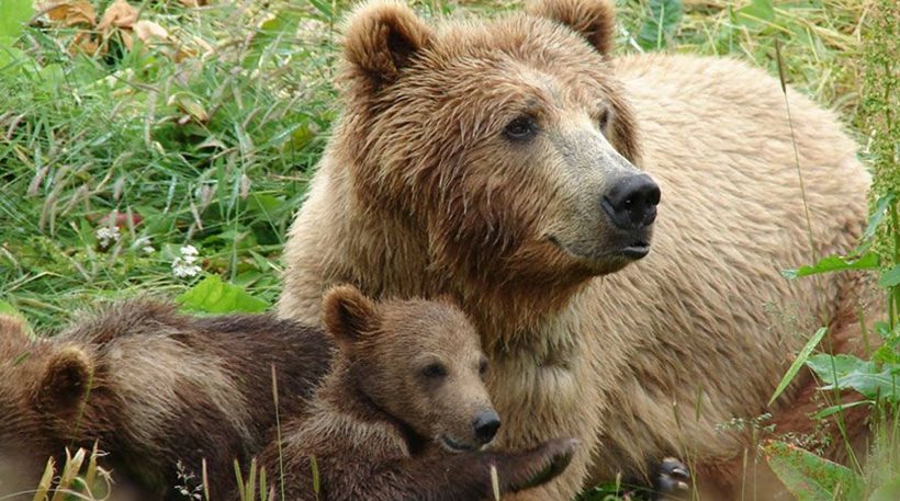 Αρκτούρος: Ο θάνατος της αρκούδας φαίνεται να προήλθε από πυροβολισμό- Έφερε τρία τραύματα από σφαίρες