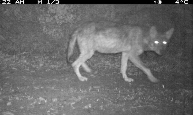 Επέστρεψαν στη Πάρνηθα οι λύκοι ύστερα από 50 χρόνια- Εντοπίστηκε στο Κρυονέρι