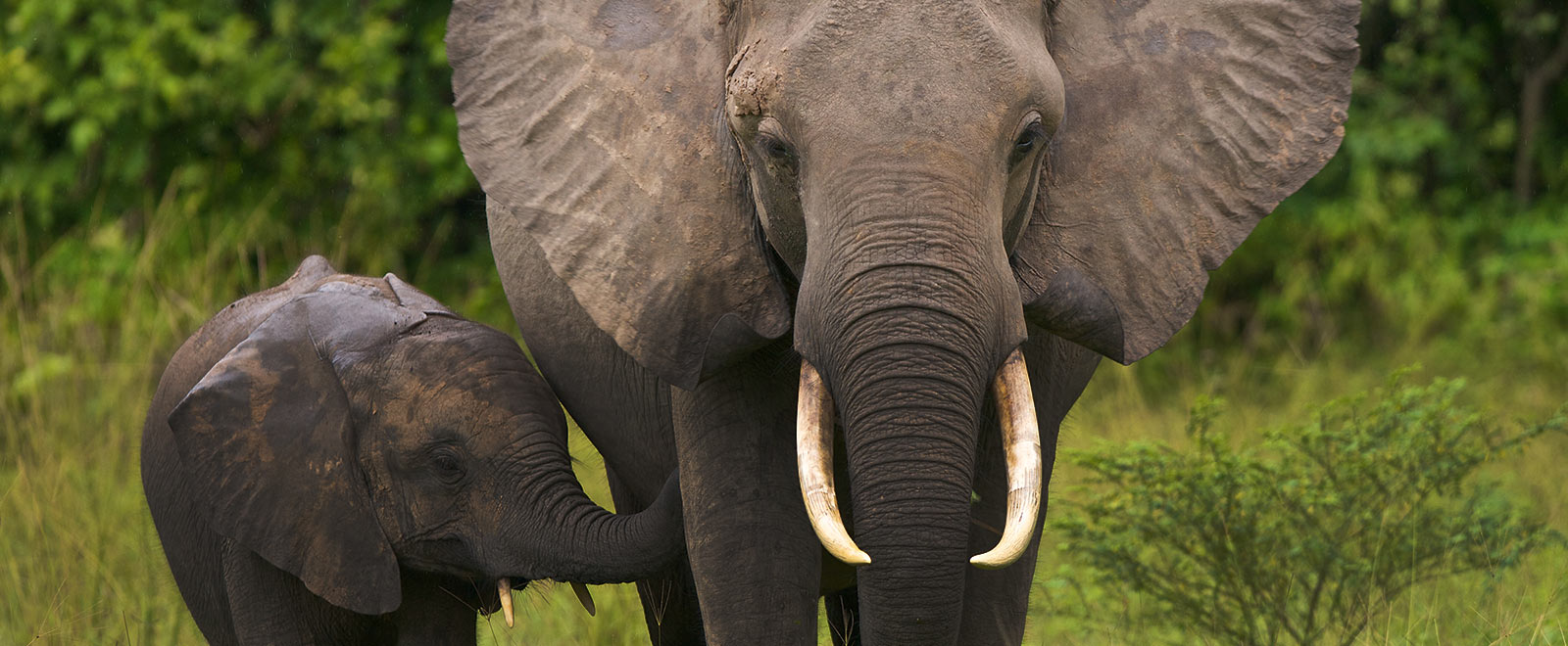 Πεινασμένος ελέφαντας τρομοκράτησε ολόκληρο χωριό ενώ ο ίδιος έψαχνε για τροφή