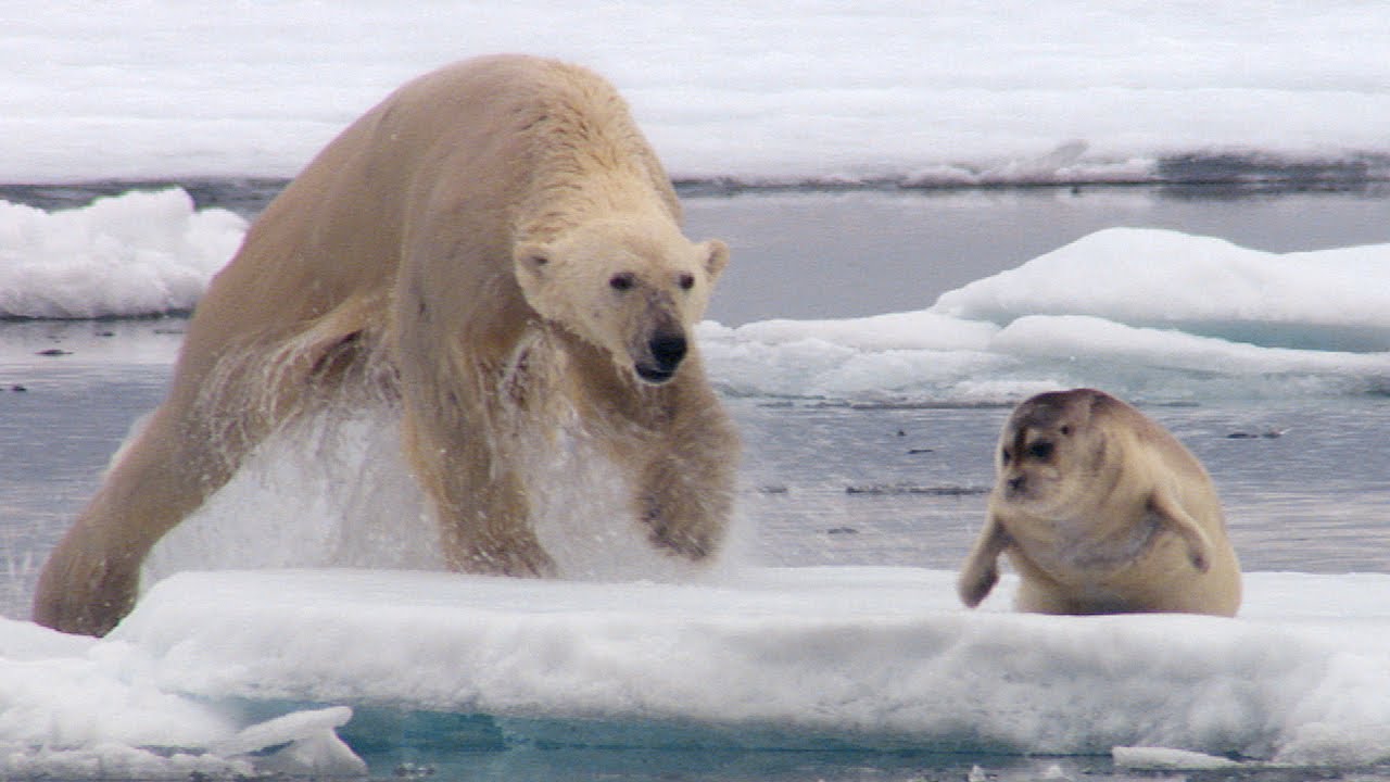 Πολική αρκούδα αργοπεθαίνει λόγω της κλιματικής αλλαγής (βίντεο)