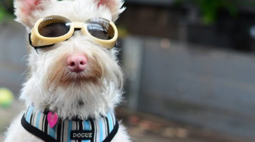 Σκύλος με αλφισμό φοράει γυαλιά ηλίου και «σαρώνει» το διαδίκτυο! (φωτό)
