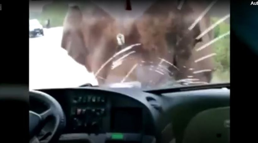 Κίνα: Ελέφαντας επιτίθεται σε λεωφορείο και ο οδηγός τον βγάζει βίντεο!