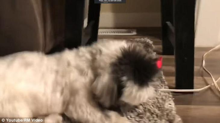 Βίντεο: Σκύλος έχει κολλημένο στο στόμα του παγάκι!