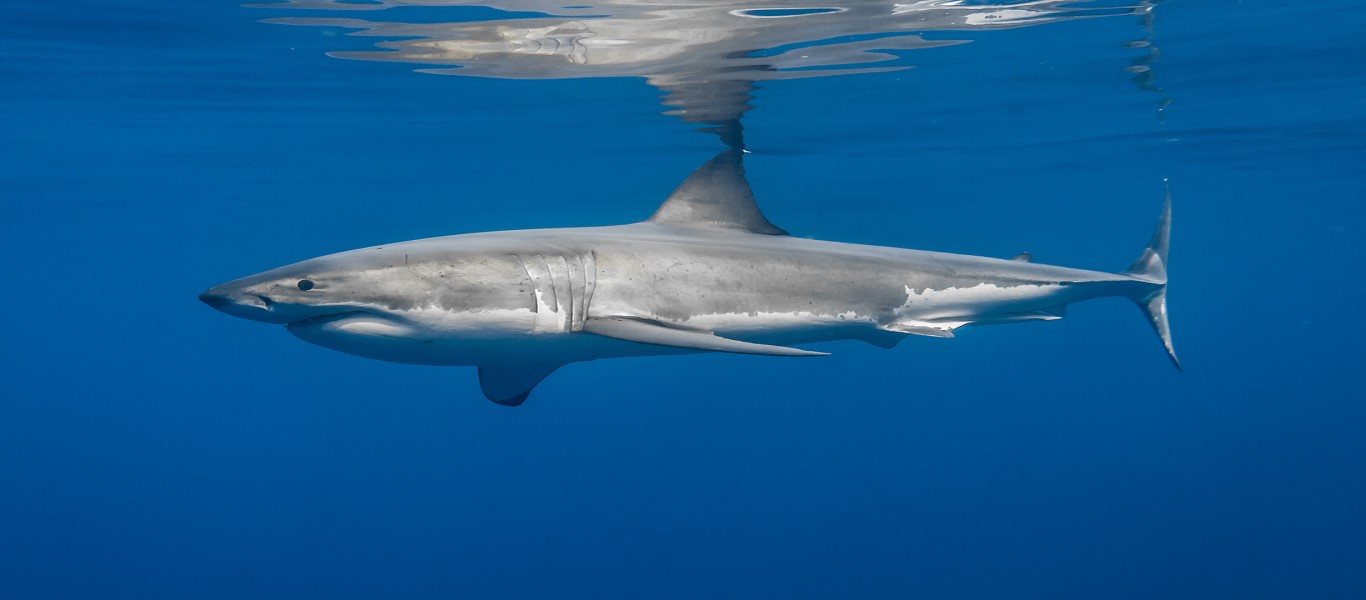 Αυστραλία: Λευκός καρχαρίας κοντά σε παραλία με κόσμο! (βίντεο)