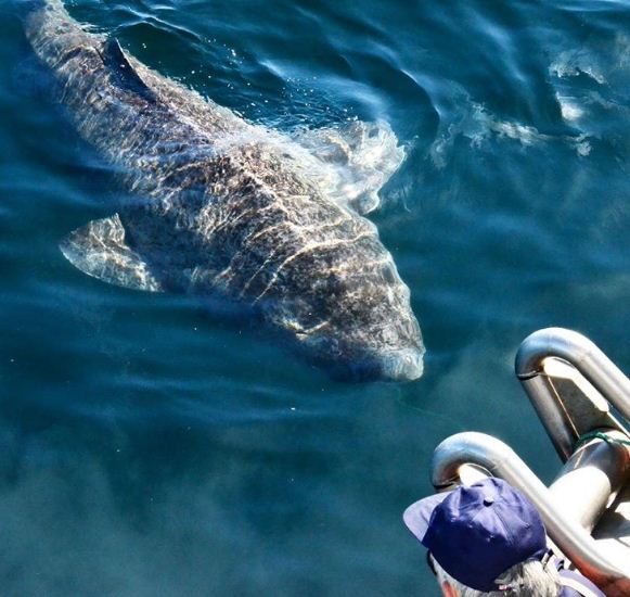 Καρχαρίας … 512 ετών στα δίχτυα ψαράδων στον Βόρειο Ατλαντικό! (φωτό, βίντεο)