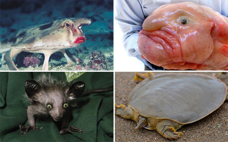 Δείτε τα πιο περίεργα ζώα του πλανήτη (φωτό)