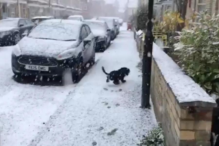 Η απίθανη αντίδραση ενός σκύλου που βγαίνει στο χιόνι για πρώτη φορά (βίντεο)