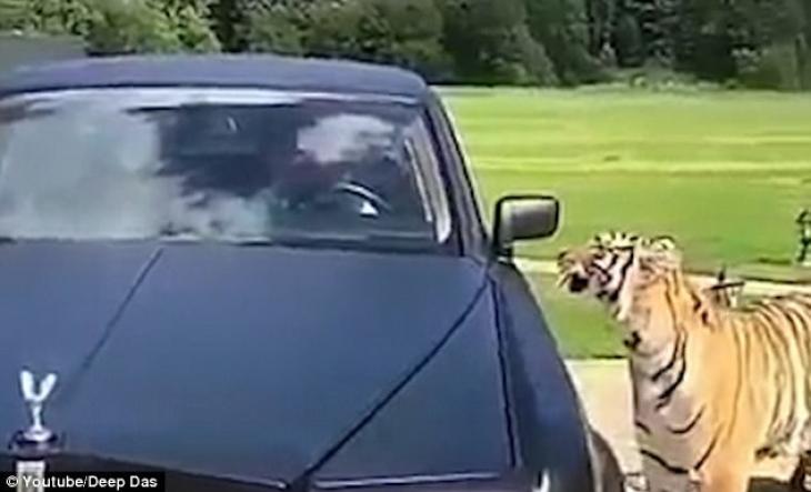 Τίγρης όρμηξε μέσα στο αμάξι και έβαλε και τα μωρά του (βίντεο)