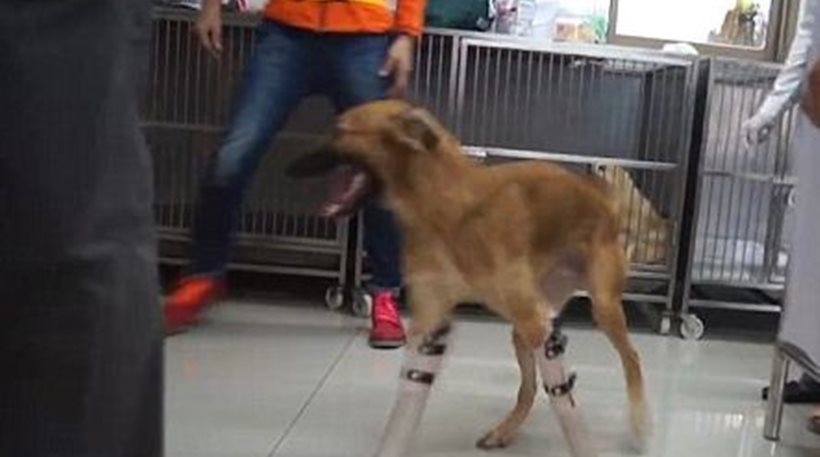 Τρέχει ξανά ο Κόλα με πρόσθετα μέλη: Το σκυλί που του έκοψαν τα πόδια με σπαθί επειδή μασούλαγε παπούτσια (φωτό, βίντεο)