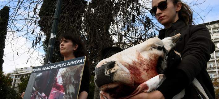 Συγκέντρωση κινήματος Vegan στο Σύνταγμα -Κρατούσαν κομμένο κεφάλι αγελάδας στα χέρια [εικόνες]