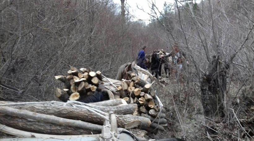 Δύο Αλβανοί υπήκοοι φόρτωσαν παράνομα με ξυλεία πέντε άλογα στην Καστοριά