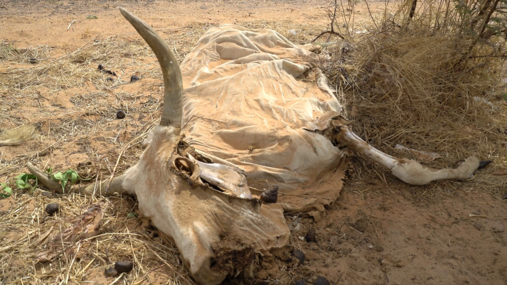 Κίνα: Οστά ηλικίας 1200 χρόνων βοήθησαν να δούμε πως ζούσαν οι ναυτικοί